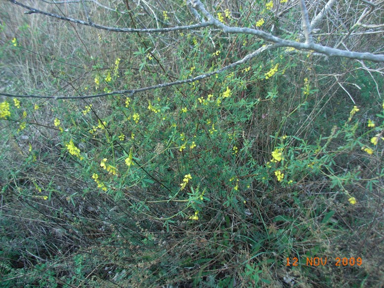 Trigonella altissima (=Melilotus altissimus) / Meliloto altissimo